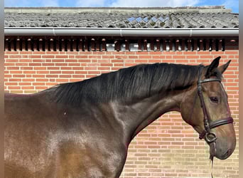 Zangersheide, Hengst, 3 Jaar, 167 cm, Donkerbruin