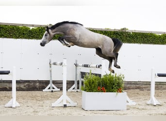 Zangersheide, Hengst, 3 Jaar, 167 cm, Schimmel