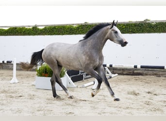 Zangersheide, Hengst, 3 Jaar, 167 cm, Schimmel