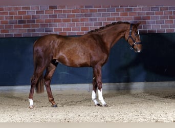 Zangersheide, Hengst, 3 Jaar, 167 cm, Vos