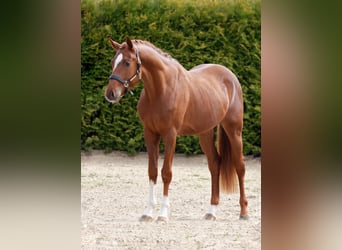 Zangersheide, Hengst, 3 Jaar, 167 cm, Vos