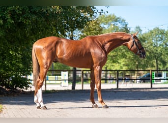 Zangersheide, Hengst, 3 Jaar, 167 cm, Vos