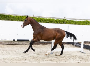 Zangersheide, Hengst, 3 Jaar, 168 cm, Bruin