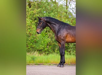 Zangersheide, Hengst, 3 Jaar, 168 cm, Donkerbruin