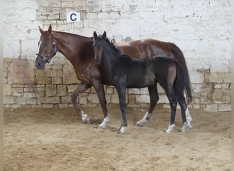 Zangersheide, Hengst, 3 Jaar, 168 cm, Donkerbruin