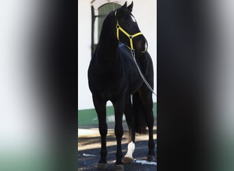 Zangersheide, Hengst, 3 Jaar, 168 cm, Donkerbruin