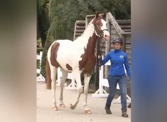Zangersheide, Hengst, 3 Jaar, 168 cm, Gevlekt-paard