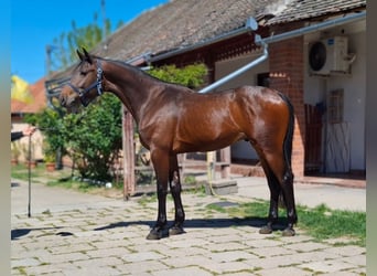 Zangersheide, Hengst, 3 Jaar, 168 cm, Roodbruin