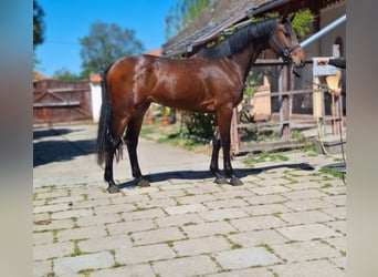 Zangersheide, Hengst, 3 Jaar, 168 cm, Roodbruin