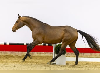 Zangersheide, Hengst, 3 Jaar, 169 cm, Bruin