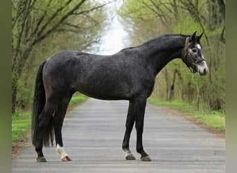 Zangersheide, Hengst, 3 Jaar, 169 cm, Zwartschimmel