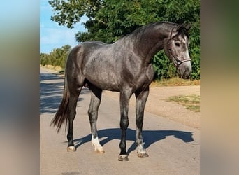 Zangersheide, Hengst, 3 Jaar, 169 cm, Zwartschimmel