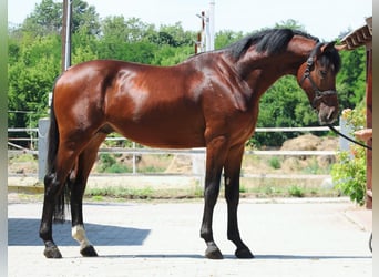 Zangersheide, Hengst, 3 Jaar, 170 cm, Bruin