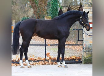 Zangersheide, Hengst, 3 Jaar, 170 cm, Donkerbruin