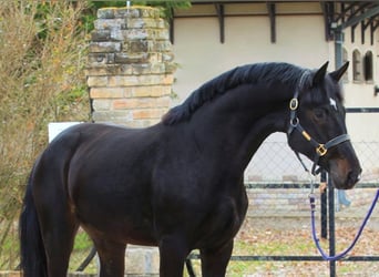 Zangersheide, Hengst, 3 Jaar, 170 cm, Donkerbruin