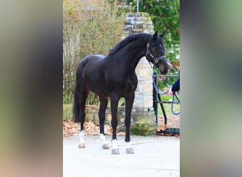 Zangersheide, Hengst, 3 Jaar, 170 cm, Donkerbruin