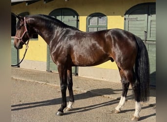Zangersheide, Hengst, 3 Jaar, 170 cm, Donkerbruin