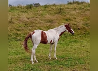 Zangersheide, Hengst, 3 Jaar, 170 cm, Gevlekt-paard