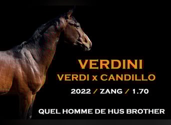 Zangersheide, Hengst, 3 Jaar, 170 cm, Roodbruin