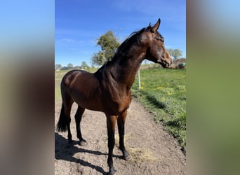 Zangersheide, Hengst, 3 Jaar, 170 cm, Roodbruin
