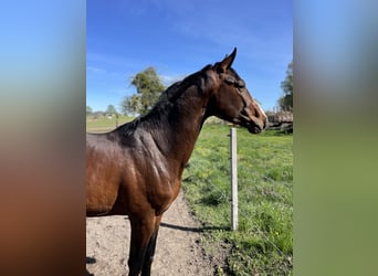 Zangersheide, Hengst, 3 Jaar, 170 cm, Roodbruin