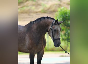 Zangersheide, Hengst, 3 Jaar, 170 cm, Schimmel