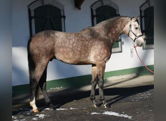 Zangersheide, Hengst, 3 Jaar, 170 cm, Schimmel