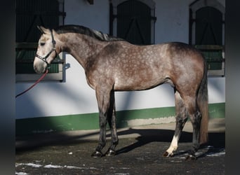 Zangersheide, Hengst, 3 Jaar, 170 cm, Schimmel