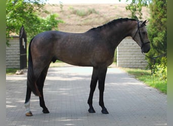 Zangersheide, Hengst, 3 Jaar, 170 cm, Schimmel