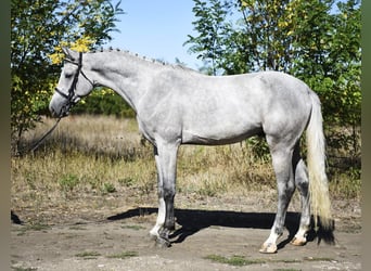 Zangersheide, Hengst, 3 Jaar, 170 cm, Schimmel