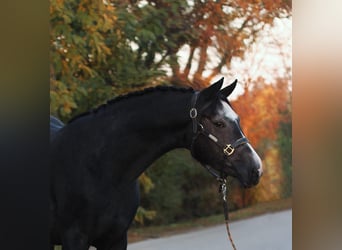 Zangersheide, Hengst, 3 Jaar, 170 cm, Schimmel