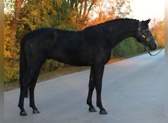 Zangersheide, Hengst, 3 Jaar, 170 cm, Schimmel