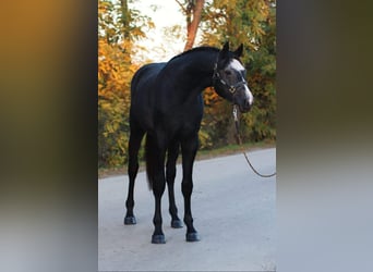 Zangersheide, Hengst, 3 Jaar, 170 cm, Schimmel