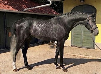 Zangersheide, Hengst, 3 Jaar, 170 cm, Schimmel