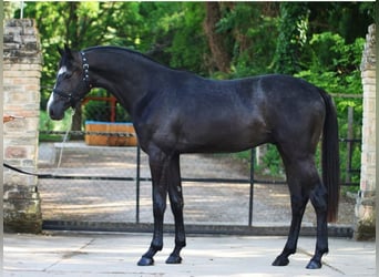 Zangersheide, Hengst, 3 Jaar, 170 cm, Zwartschimmel