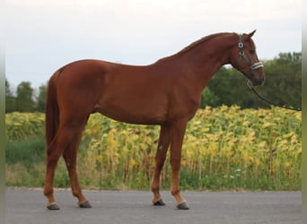 Zangersheide, Hengst, 3 Jaar, 171 cm, Vos