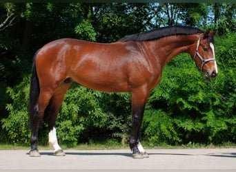 Zangersheide, Hengst, 3 Jaar, 173 cm