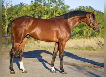 Zangersheide, Hengst, 3 Jaar, 174 cm, Donkerbruin