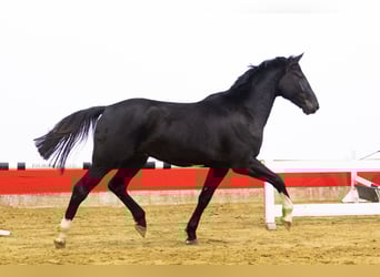 Zangersheide, Hengst, 3 Jaar, 174 cm, Zwart