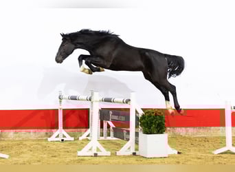 Zangersheide, Hengst, 3 Jaar, 174 cm, Zwart