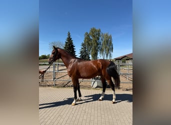 Zangersheide, Hengst, 3 Jaar, 175 cm, Roodbruin
