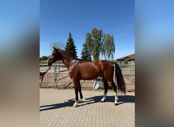 Zangersheide, Hengst, 3 Jaar, 175 cm, Roodbruin