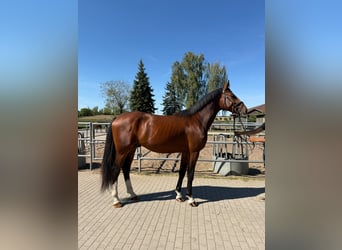 Zangersheide, Hengst, 3 Jaar, 175 cm, Roodbruin