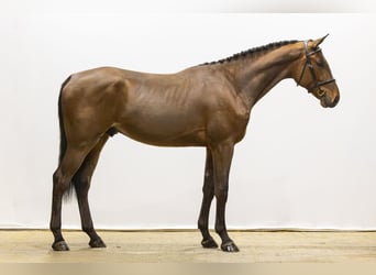 Zangersheide, Hengst, 3 Jaar, 175 cm