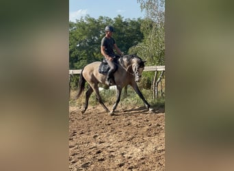Zangersheide, Hengst, 3 Jaar, 180 cm, Schimmel