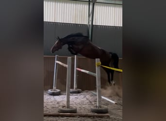Zangersheide, Hengst, 3 Jaar, Bruin