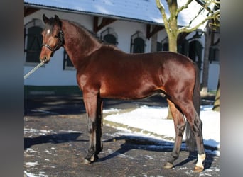 Zangersheide, Hengst, 3 Jaar, Bruin