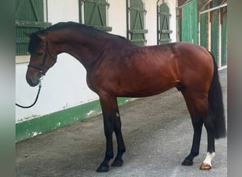 Zangersheide, Hengst, 3 Jaar, Bruin