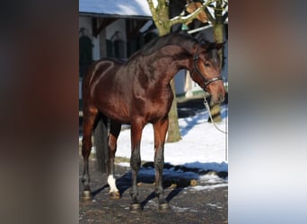 Zangersheide, Hengst, 3 Jaar, Bruin
