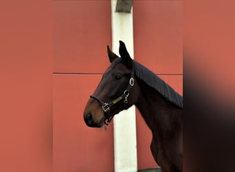 Zangersheide, Hengst, 3 Jaar, Roodbruin